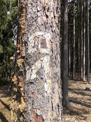 icon auf baum mit pfeil franzosenhöhle