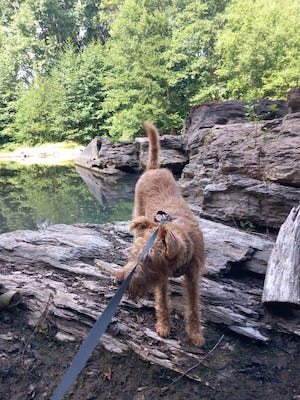 marmorbruch in tanna mit hund