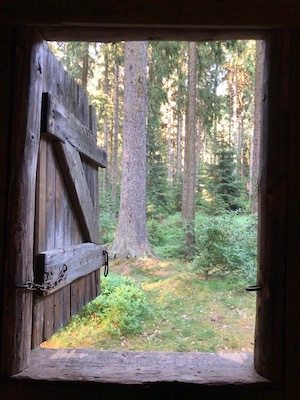 pechhütte tanna fenster ausblick in den wald