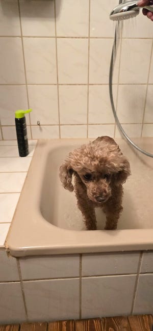 hund wird geduscht, dusche, urlaub, hund in dusche, tiny house im wald