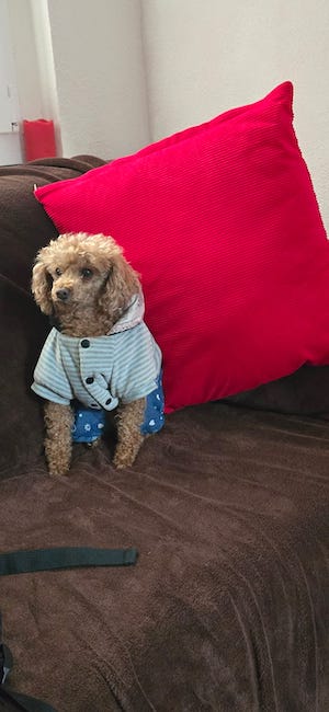 hund auf sofa, couch, urlaub, tiny house im wald