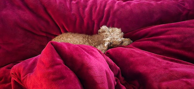 hund schläft im bett, tiny house im wald, ferienhaus, urlaub