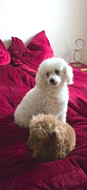 hunde auf bett, urlaub, tiny house im wald