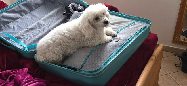 hund, weißer pudel, koffer, urlaub, tiny house im wald