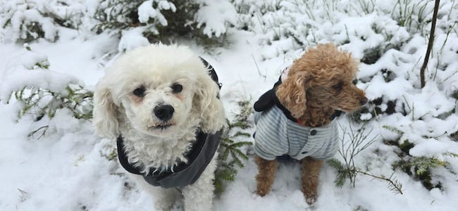 weißer pudel, brauner pudel, sitzen, schnee, urlaub, wandern, tiny house im wald