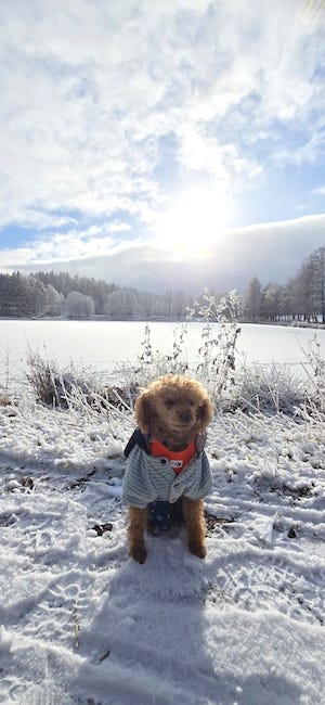 pudel, schnee, leitenteiche, sonnig, urlaub, tiny house im wald