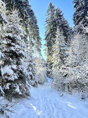 WinterUrlaub, Waldliebe, Wandern, WinterTime, NaturPur
