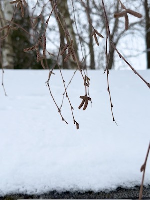 Imbolc, Rezept, Birkenkätzchen, Wildkräuterküche, Buchweizen, Rosenkohl, Waldküche, Survival Food, Lichtmess, Kochen im Wald, Vitalstoffe, Frühlingskraft, Ziegenrück, Tiny House Küche, Wildgemüse, Essbare Bäume, Vegan, Vegetarisch, Naturheilkunde, Winterküche, Keltenfest, Wilde Kraft, Outdoor Cooking, Thüringen