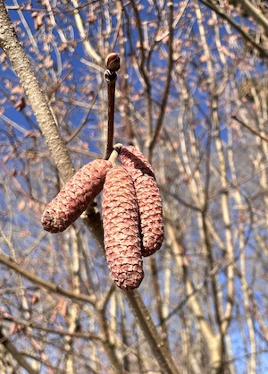 #gutenappetit #survivalfood #tinyhouseinspiration #tanna #thüringen #auszeit #urlaubmithund #haselkätzchen #naturgenuss #nachhaltigleben #rezept