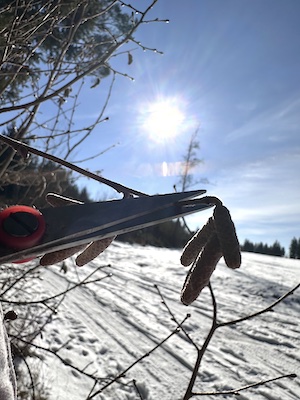 #gutenappetit #survivalfood #tinyhouseinspiration #tanna #thüringen #auszeit #urlaubmithund #haselkätzchen #naturgenuss #nachhaltigleben #rezept