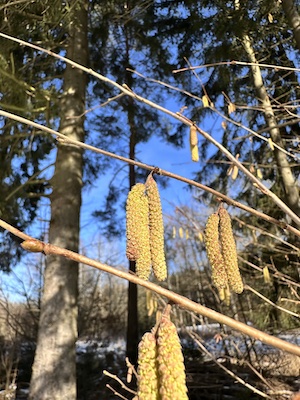 #gutenappetit #survivalfood #tinyhouseinspiration #tanna #thüringen #auszeit #urlaubmithund #haselkätzchen #naturgenuss #nachhaltigleben #rezept