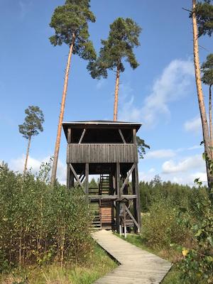 moorerlebnispfad, pöllwitzer wald, ausflugstipp, tagestour, wandern mit hund, moor, natur, aussichtsturm