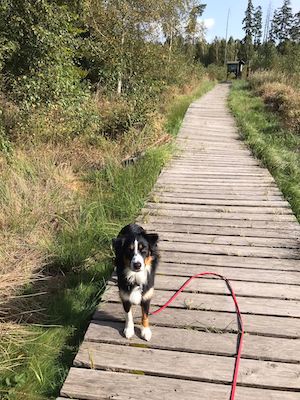 moorerlebnispfad, pöllwitzer wald, ausflugstipp, tagestour, wandern mit hund, moor, natur, hund, holzpfad