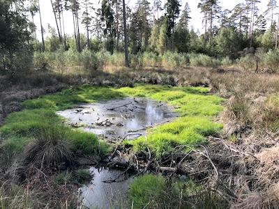 moorerlebnispfad, pöllwitzer wald, ausflugstipp, tagestour, wandern mit hund, moor, natur