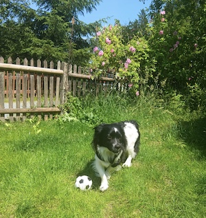 garten, eingezäunt, umzäunt, zaun, hund e