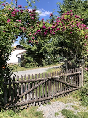 garten, eingezäunt, umzäunt, zaun, staketenzaun, tor, rosenbogen