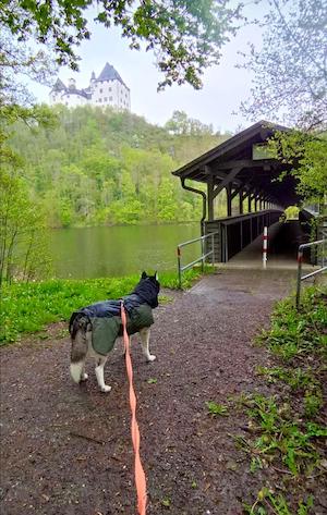 Wandern mit Hund am Schloss Burgk Saale-Orla-Kreis Thüringen, holzbrücke