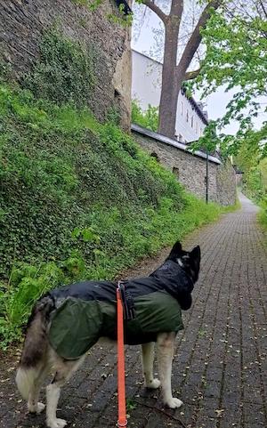 Wandern mit Hund am Schloss Burgk Saale-Orla-Kreis Thüringen