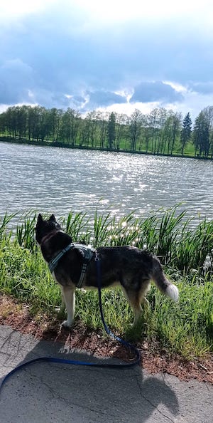 Tiny House Urlaub, Auszeit am Wasser, urlaub mit hund, leitenteiche