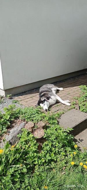Tiny House Urlaub, Auszeit im Grünen, Minimalismus Urlaub, Entschleunigung Natur, urlaub mit hund