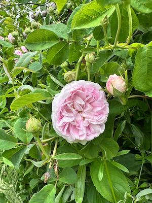 rose-tiny-house-tanna