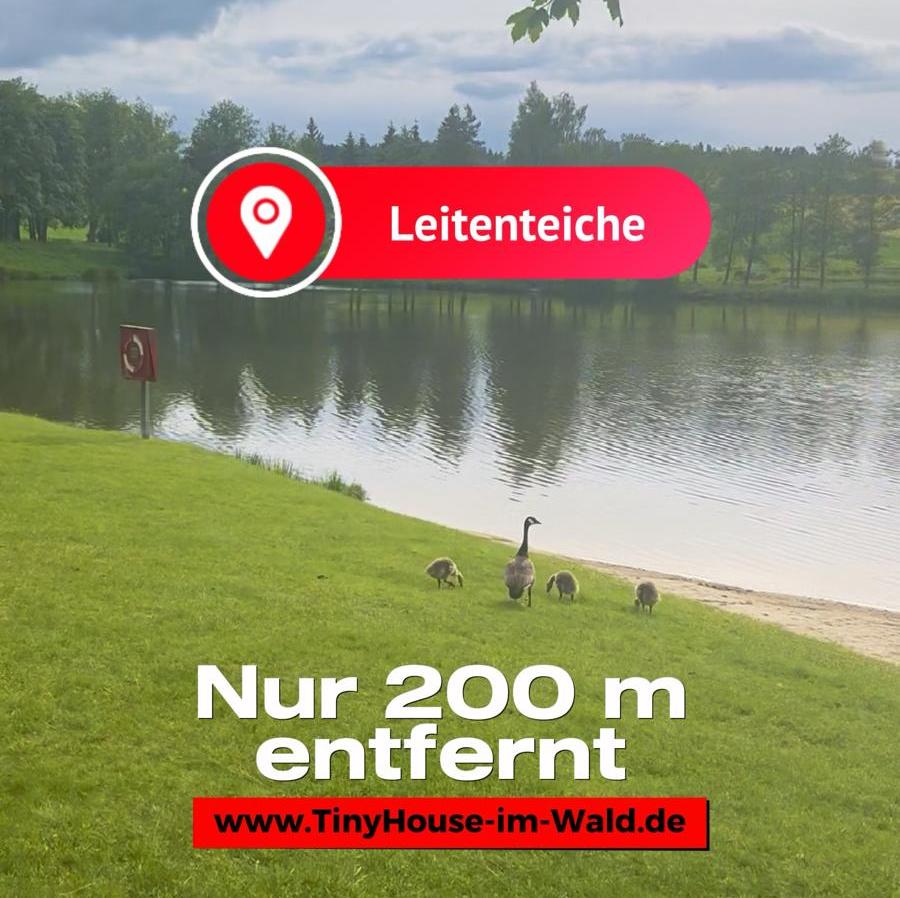 sandstrand, menschen, leitenteiche, tanna, kanadagänse, tierbeobachtung