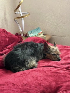 hund schläft auf bett, hund erholt sich im kühlen schlafzimmer auf dem bett, roter plüschbezug