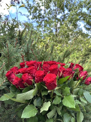 #TinyHouseTanna #RomantikUrlaub #50RoteRosen #BlumeIdeal #UrlaubInThüringen #TinyHouseImWald #UrlaubZuZweit #SelbstliebeUrlaub #SaaleOrlaKreis #BlumenÜberraschung #TikTokShop #ThüringerVogtland