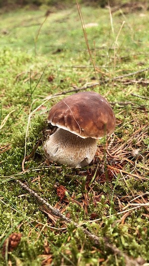 Herbsturlaub im Tiny House, Pilze sammeln im Herbst, Urlaub mit Hund im Wald, Fichtenwald, Steinpilze finden, Fliegenpilze Zeigerpilze, Natururlaub Deutschland, Kurzurlaub im Grünen, Wandern mit Hund im Herbst, Tiny House mieten, Tanna, Thüringer Vogtland, Saale-Orla-Kreis, Thüringer Wald, Tannaer Leitenteiche, Thüringer Schiefergebirge, Ferienhaus Thüringen, Urlaub Saale-Orla-Kreis, Ausflugstipps Thüringen, Wo kann man im Herbst Pilze sammeln, Wo kann man Urlaub mit Hund im Wald machen, Welche Pilze wachsen im Fichtenwald, Was bedeuten viele Fliegenpilze im Wald, Wann ist Pilzsaison in Thüringen, Wo liegt das Tiny House im Wald Tanna, Ist das Tiny House im Wald hundefreundlich, Speisepilze Fichtenwald, Steinpilze finden, pilze zubereiten, perlpilze
