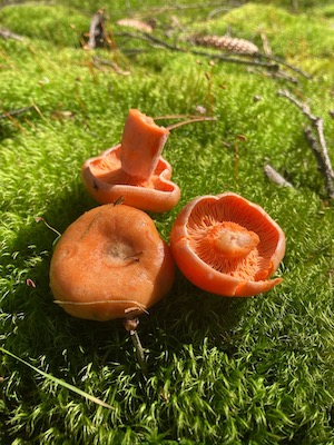 Herbsturlaub im Tiny House, Pilze sammeln im Herbst, Urlaub mit Hund im Wald, Fichtenwald, Steinpilze finden, Fliegenpilze Zeigerpilze, Natururlaub Deutschland, Kurzurlaub im Grünen, Wandern mit Hund im Herbst, Tiny House mieten, Tanna, Thüringer Vogtland, Saale-Orla-Kreis, Thüringer Wald, Tannaer Leitenteiche, Thüringer Schiefergebirge, Ferienhaus Thüringen, Urlaub Saale-Orla-Kreis, Ausflugstipps Thüringen, Wo kann man im Herbst Pilze sammeln, Wo kann man Urlaub mit Hund im Wald machen, Welche Pilze wachsen im Fichtenwald, Was bedeuten viele Fliegenpilze im Wald, Wann ist Pilzsaison in Thüringen, Wo liegt das Tiny House im Wald Tanna, Ist das Tiny House im Wald hundefreundlich, Speisepilze Fichtenwald, Steinpilze finden, pilze zubereiten, perlpilze, hexenröhrlinge