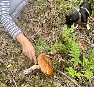 Herbsturlaub im Tiny House, Pilze sammeln im Herbst, Urlaub mit Hund im Wald, Fichtenwald, Steinpilze finden, Fliegenpilze Zeigerpilze, Natururlaub Deutschland, Kurzurlaub im Grünen, Wandern mit Hund im Herbst, Tiny House mieten, Tanna, Thüringer Vogtland, Saale-Orla-Kreis, Thüringer Wald, Tannaer Leitenteiche, Thüringer Schiefergebirge, Ferienhaus Thüringen, Urlaub Saale-Orla-Kreis, Ausflugstipps Thüringen, Wo kann man im Herbst Pilze sammeln, Wo kann man Urlaub mit Hund im Wald machen, Welche Pilze wachsen im Fichtenwald, Was bedeuten viele Fliegenpilze im Wald, Wann ist Pilzsaison in Thüringen, Wo liegt das Tiny House im Wald Tanna, Ist das Tiny House im Wald hundefreundlich, Speisepilze Fichtenwald, Steinpilze finden, pilze zubereiten