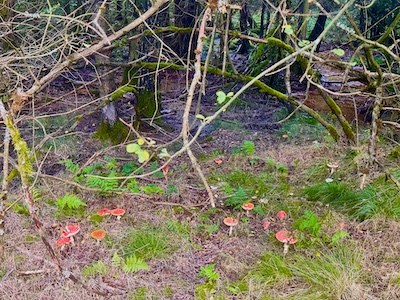 Herbsturlaub im Tiny House, Pilze sammeln im Herbst, Urlaub mit Hund im Wald, Fichtenwald, Steinpilze finden, Fliegenpilze Zeigerpilze, Natururlaub Deutschland, Kurzurlaub im Grünen, Wandern mit Hund im Herbst, Tiny House mieten, Tanna, Thüringer Vogtland, Saale-Orla-Kreis, Thüringer Wald, Tannaer Leitenteiche, Thüringer Schiefergebirge, Ferienhaus Thüringen, Urlaub Saale-Orla-Kreis, Ausflugstipps Thüringen, Wo kann man im Herbst Pilze sammeln, Wo kann man Urlaub mit Hund im Wald machen, Welche Pilze wachsen im Fichtenwald, Was bedeuten viele Fliegenpilze im Wald, Wann ist Pilzsaison in Thüringen, Wo liegt das Tiny House im Wald Tanna, Ist das Tiny House im Wald hundefreundlich