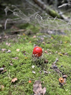 Herbsturlaub im Tiny House, Pilze sammeln im Herbst, Urlaub mit Hund im Wald, Fichtenwald, Steinpilze finden, Fliegenpilze Zeigerpilze, Natururlaub Deutschland, Kurzurlaub im Grünen, Wandern mit Hund im Herbst, Tiny House mieten, Tanna, Thüringer Vogtland, Saale-Orla-Kreis, Thüringer Wald, Tannaer Leitenteiche, Thüringer Schiefergebirge, Ferienhaus Thüringen, Urlaub Saale-Orla-Kreis, Ausflugstipps Thüringen, Wo kann man im Herbst Pilze sammeln, Wo kann man Urlaub mit Hund im Wald machen, Welche Pilze wachsen im Fichtenwald, Was bedeuten viele Fliegenpilze im Wald, Wann ist Pilzsaison in Thüringen, Wo liegt das Tiny House im Wald Tanna, Ist das Tiny House im Wald hundefreundlich