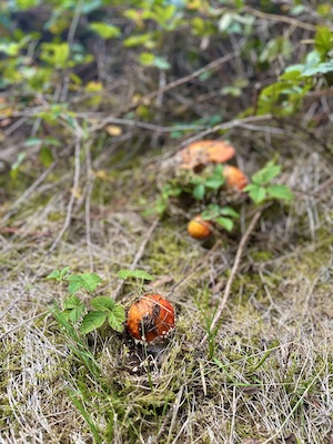 Herbsturlaub im Tiny House, Pilze sammeln im Herbst, Urlaub mit Hund im Wald, Fichtenwald, Steinpilze finden, Fliegenpilze Zeigerpilze, Natururlaub Deutschland, Kurzurlaub im Grünen, Wandern mit Hund im Herbst, Tiny House mieten, Tanna, Thüringer Vogtland, Saale-Orla-Kreis, Thüringer Wald, Tannaer Leitenteiche, Thüringer Schiefergebirge, Ferienhaus Thüringen, Urlaub Saale-Orla-Kreis, Ausflugstipps Thüringen, Wo kann man im Herbst Pilze sammeln, Wo kann man Urlaub mit Hund im Wald machen, Welche Pilze wachsen im Fichtenwald, Was bedeuten viele Fliegenpilze im Wald, Wann ist Pilzsaison in Thüringen, Wo liegt das Tiny House im Wald Tanna, Ist das Tiny House im Wald hundefreundlich